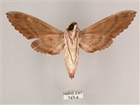 細斜紋霜天蛾藏品圖，第2張