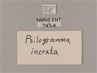 細斜紋霜天蛾藏品圖，第3張