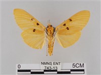 橙擬燈蛾藏品圖，第2張