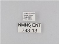 橙擬燈蛾藏品圖，第3張