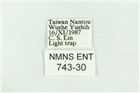 粉紅帶散紋夜蛾藏品圖，第3張