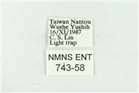 粉紅帶散紋夜蛾藏品圖，第3張