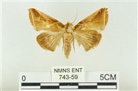 印華波紋蛾藏品圖，第1張