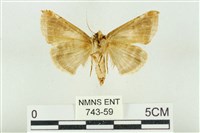 印華波紋蛾藏品圖，第2張