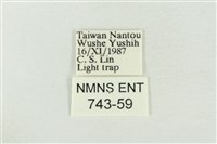 印華波紋蛾藏品圖，第3張