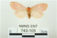 三色豔苔蛾藏品圖，第2張