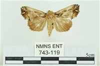 粉紅帶散紋夜蛾藏品圖，第1張