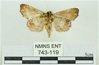 粉紅帶散紋夜蛾藏品圖，第2張