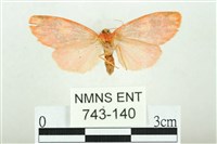 三色豔苔蛾藏品圖，第2張