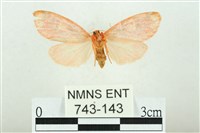 三色豔苔蛾藏品圖，第2張