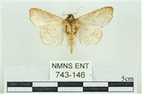 粉紅帶散紋夜蛾藏品圖，第2張