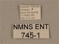 全緣缺角天蛾藏品圖，第3張