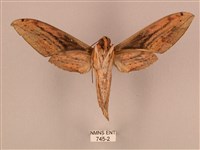 棕綠背線天蛾藏品圖，第2張