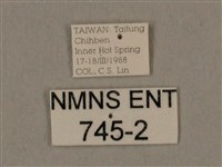 棕綠背線天蛾藏品圖，第3張