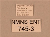 背線天蛾藏品圖，第3張