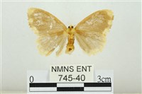 黑翅黃毒蛾藏品圖，第2張