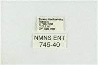 黑翅黃毒蛾藏品圖，第3張