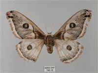 四黑目天蠶蛾藏品圖，第1張