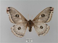 四黑目天蠶蛾藏品圖，第2張