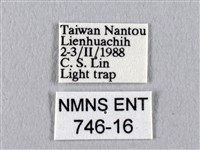 四黑目天蠶蛾藏品圖，第3張