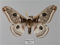 四黑目天蠶蛾藏品圖，第1張