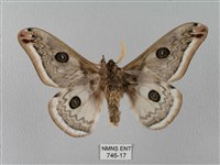 四黑目天蠶蛾藏品圖，第2張