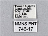 四黑目天蠶蛾藏品圖，第3張