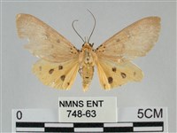 一點擬燈蛾藏品圖，第1張