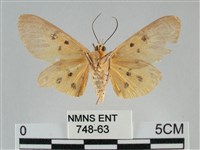 一點擬燈蛾藏品圖，第2張