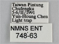 一點擬燈蛾藏品圖，第3張