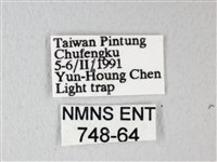 臺灣卵翅蛾藏品圖，第3張