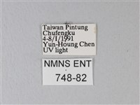 臺灣卵翅蛾藏品圖，第3張