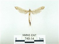 東方單羽蛾藏品圖，第1張