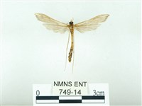 東方單羽蛾藏品圖，第2張