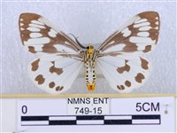 粉蝶燈蛾藏品圖，第2張