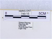 粉蝶燈蛾藏品圖，第3張