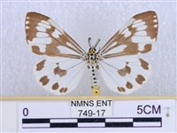 粉蝶燈蛾藏品圖，第1張