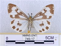 粉蝶燈蛾藏品圖，第2張