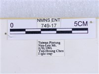 粉蝶燈蛾藏品圖，第3張