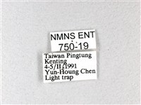 長翅弄蝶藏品圖，第3張
