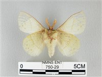 青枯葉蛾藏品圖，第2張