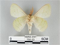 青枯葉蛾藏品圖，第2張