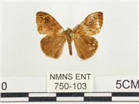 小白紋毒蛾藏品圖，第1張