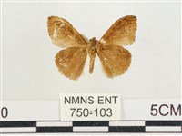 小白紋毒蛾藏品圖，第2張