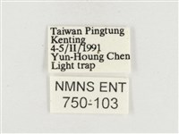 小白紋毒蛾藏品圖，第3張