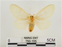 榕透翅毒蛾藏品圖，第2張