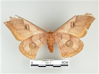 雙黑目天蠶蛾藏品圖，第2張