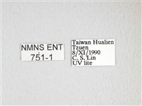 雙黑目天蠶蛾藏品圖，第3張