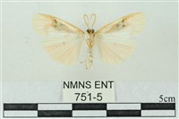 臺雪苔蛾藏品圖，第2張