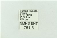 臺雪苔蛾藏品圖，第3張